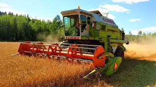 CLAAS Dominator 106 "MAMMUTTI"🤩💪🏻🌾