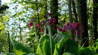 Woodland bird song with Candelabra Primula