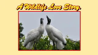A Wood Stork flies into the Rookery to construct their Nest and Select their Mates. A Love Story.