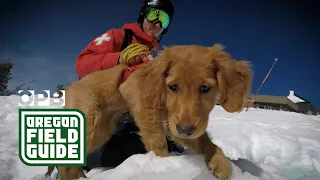 Meet the avalanche rescue dogs of Mount Bachelor | Oregon Field Guide