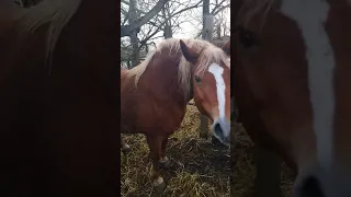 Лошади/ Обучаю кобылу/ Русский тяжеловоз