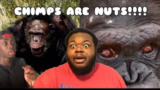 CASUAL GEOGRAPHIC - The Terrifying Truth About Chimps (REACTION) #casualgeographic 🐵🍌🍌