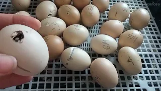 Продолжают вылупляться цыплята на 21 день инкубации в пластиковом механическом инкубаторе. Результат