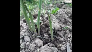 Спаржа.Как собирать урожай.#спаржв#asparagus #спаржаОбрезка