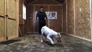 Argentine Dogo puppy training