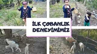 İlk Çoban Deneyimimiz | Çocuklar Bostan'dan ilk Domatesleri Yedi | Şehirden Köye Göç | 104.Bölüm