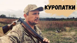 ОХОТА на КУРОПАТКУ со спаниелем в Беларуси.HUNTING for partridge with a spaniel in Belarus.