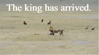 The king has arrived | Lion vs Hyena