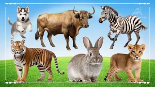 Amazing Familiar Animals Playing Sounds: Dog, Bull, Zebra, Tiger, Rabbit & Lion - Animals Sound