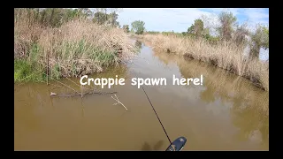 Crappie spawn here and everyone knows it! Spawning crappie in shallow water!