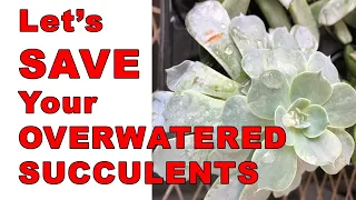 Saving Overwatered Succulents: The Ultimate Rescue Guide