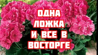 Герань будет цвести пышно круглый год! ВОТ ПРОСТОЕ СРЕДСТВО!Добавляю в смесь 1 ложку...