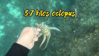 huge octopus 3.7kilos