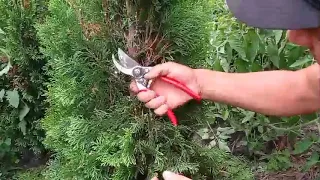 Як зробити спіраль з туї🌲 смарагд 👍