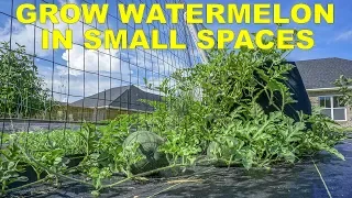 Grow Watermelon In Containers The Easy Way In Less Space