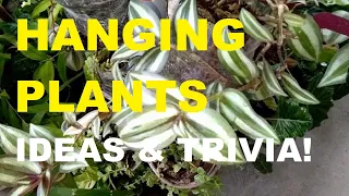 HANGING PLANTS | GARDEN PLANTS | GARDENING PHILIPPINES