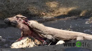 Komodo Dragon eating water buffalo