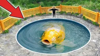 Never Seen!!! Found Big Colorful Koi Fish Carp in Underground Pond