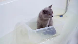 Cat In The Bath / Swimming Kitten