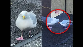 My Pet Seagull Shares Food With His Baby Daddy...