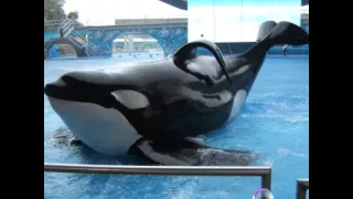 Tilikum The Killer Whale Tribute