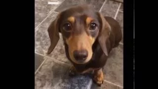 The Best Dogs Mannequin Challenge Ever - Compilation