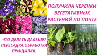 Получила черенки вегетативных растений по почте. Что делать дальше? Пересадка. Обработка. Прищипка.