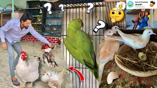 Green Parrot Kaha Se Aya ??🤔 First Channel Open Hone Wala He | Hum Or Parinday | Petsvlog