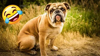 Hilarious Dogs and English Bulldog 😻🐶 Funniest Animals 2024 😍