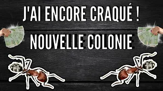 J'ai encore craqué ! J'ai acheté une nouvelle colonie de fourmis plus tôt rare en élevage.