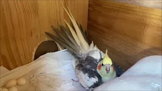 cockatiel is angry ....