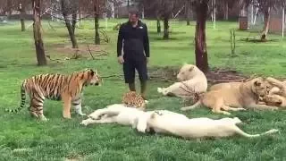 Mira el increíble momento en que un tigre salva a su cuidador del ataque de un leopardo