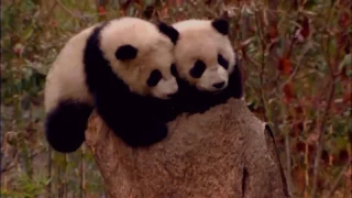 National Geographic Life of Panda Wildlife Animal Documentary HD