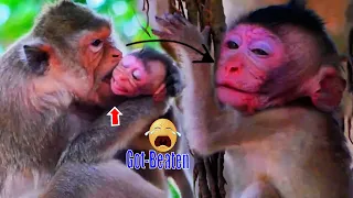 After-getting-Angry, The-old-mother-was-warned-and-beaten-poor baby monkey till-got-swelling-on-face