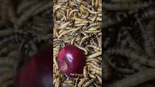 GUSANOS 🆚 🍎 🍎🍎 #insects #timelapse #worms #mealworms #superworms