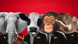 Elephant & Cow & Monkey & Hippopotamus - Coffin Dance Meme ( COVER )