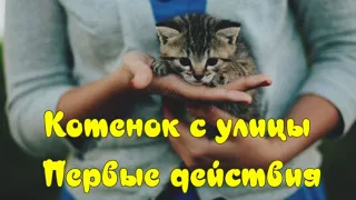 Котенок с улицы Первые действия Kitten from the street First action