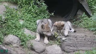 Wolf Pups Get Twiggy with It
