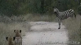 Gepard vs. Zebra/ Cheetah vs. Zebra in Südafrika/ South Africa