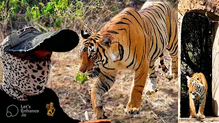 ZONE 3 RIDHI Tigress | Ranthambore National Park | Jungle Safari | Ranthambore Tiger Reserve #जंगल