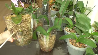 Меняю способ наращивания корней реанимационным орхидеям