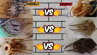 Kadagit VS Kasapot - best of 3 Spider fight 😬