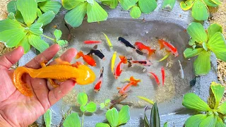 Menangkap ikan hias, ikan warna warni, ikan molly, ikan komet, cupang, ikan mas koki, ikan koi #33