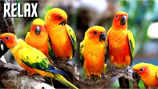 НЕПОВТОРИМАЯ МУЗЫКА П.ПАНИНА. Птицы Удивительной Красоты.ПЕНИЕ ПТИЦ Beautiful Music.Beautiful Birds