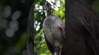 How many different calls can you identify? The Lyrebird is capable of imitating almost any sound!