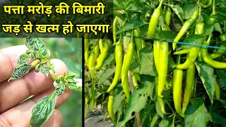 मिर्च मैं पत्ता मरोड़ की बिमारी जड़ से खत्म हो जाएगा ।#leafcurl