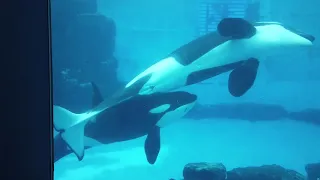 母親に甘える子供シャチ@名古屋港水族館