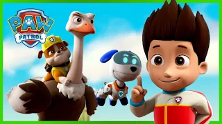 Tlapky zachraňují pštrosáčata - Tlapková Patrola PAW Patrol - pohádky pro děti