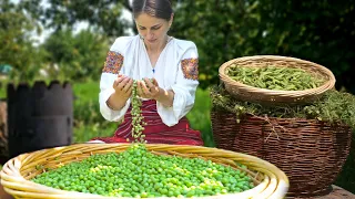 Wonderful pea dinner in the Ukrainian village 🟢Woman is Harvesting peas and cooking 2 dishes