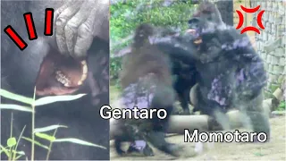 GorillaFight◆Scream! After a big fight, Gentaro pulls a tooth. Silverback & his son【Momotaro family